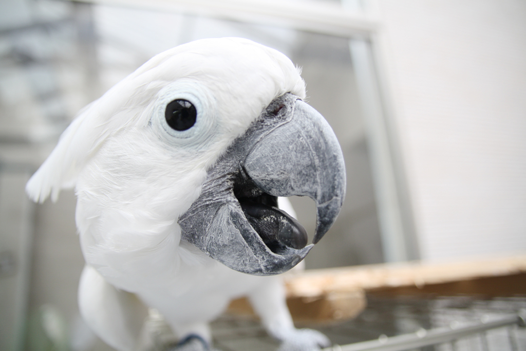 鳥の保護施設「とり村」レポート