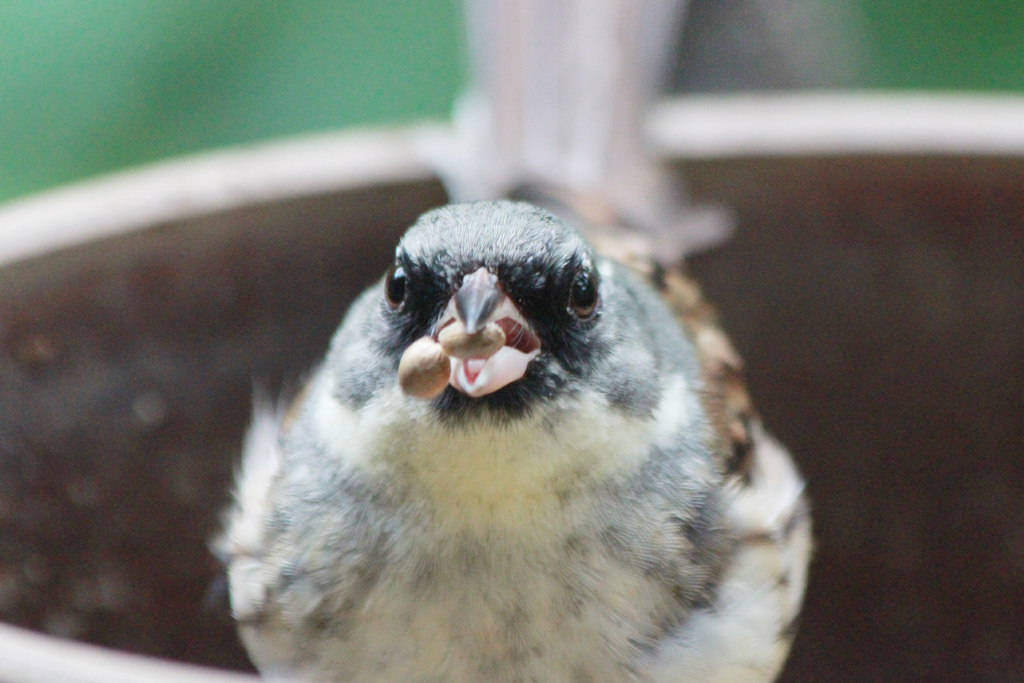 野鳥の森「井の頭自然文化園」レポート