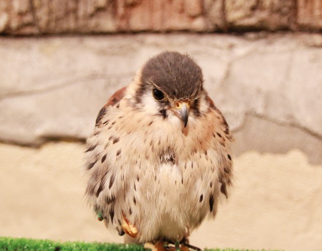 鳥のいるカフェ　浅草店