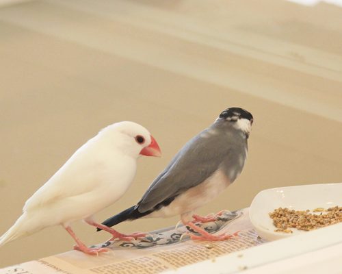 ことりカフェ吉祥寺