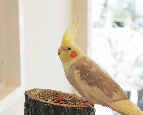 ことりカフェ吉祥寺