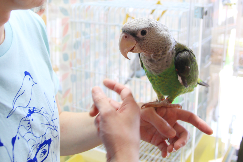 東川口にあるオウムとふれあえる鳥カフェ「フリーク」