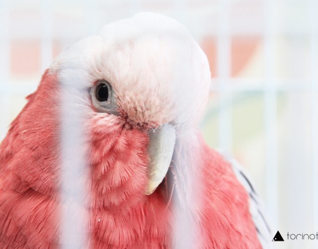 東川口にあるオウムとふれあえる鳥カフェ「フリーク」