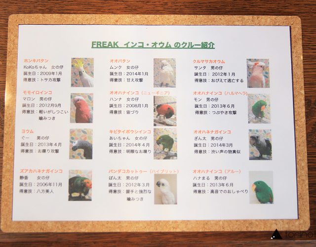 東川口にあるオウムとふれあえる鳥カフェ「フリーク」