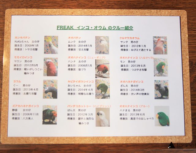 東川口にあるオウムとふれあえる鳥カフェ「フリーク」