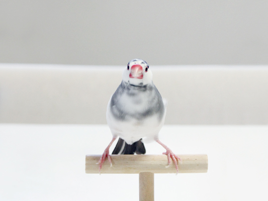 Q太郎