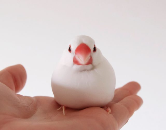 白文鳥ドロンパ